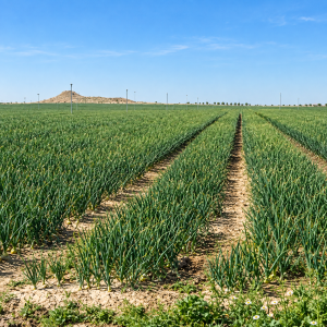 Cebollas Alcusón cultivando cebollas en campos de Aragón
