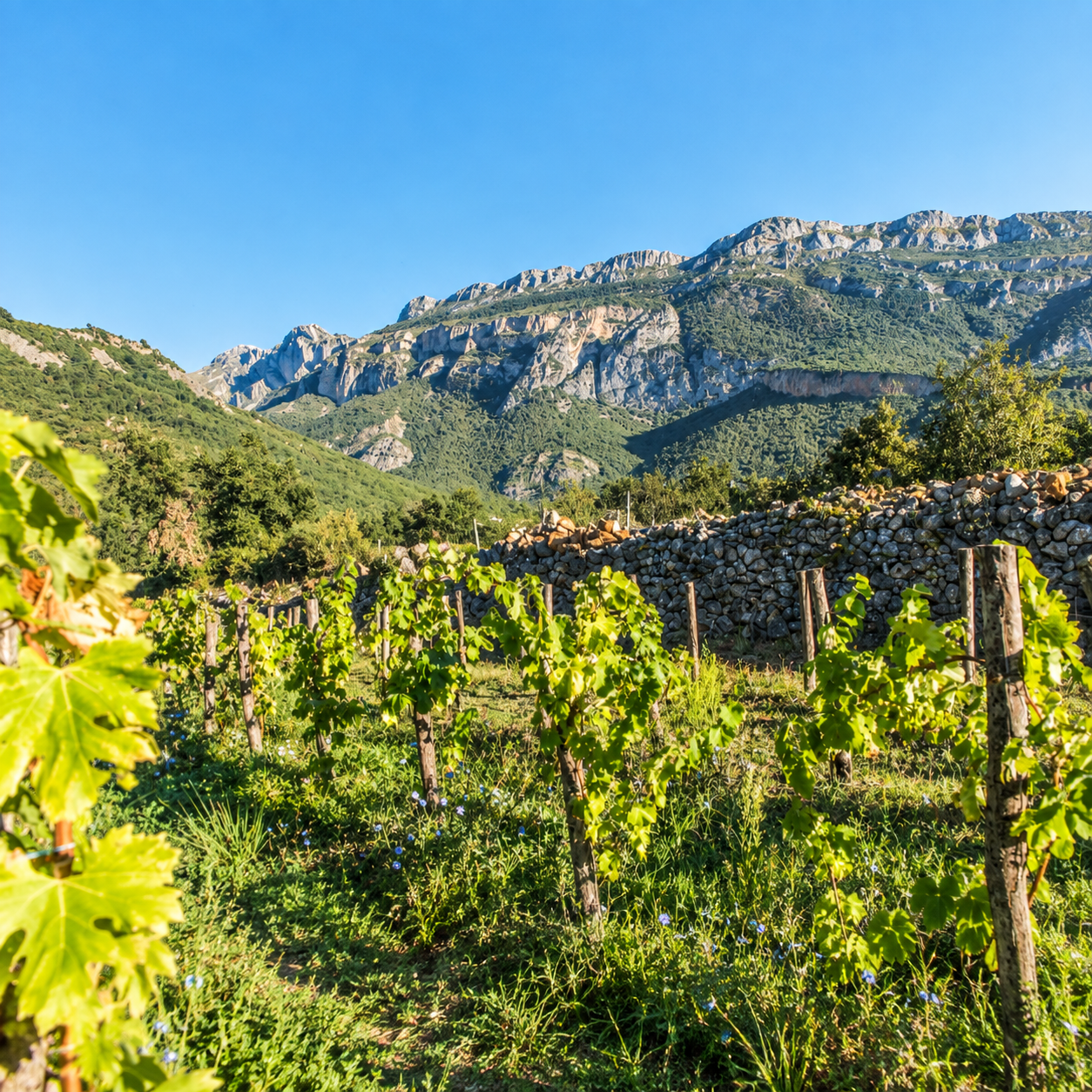 Casa Vinícola Moliniás recuperando viñedos de montaña en el Sobrarbe